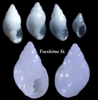 クロダマメウラシマ 黒田豆浦島 Ringicula kurodai small