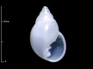マメウラシマガイの種 Ringicula sp. small