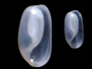 カミスジカイコガイダマシ Cylichnatys angusta small