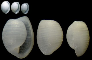 ケシタマガイ Mimatys fukuokaensis small