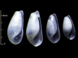 シリブトカイコガイダマシ Pyrunculus phialus small