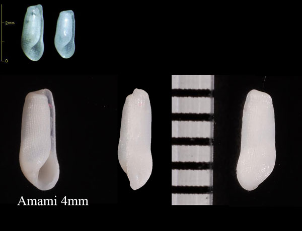 コウシボリコメツブ Retusa concentrica small