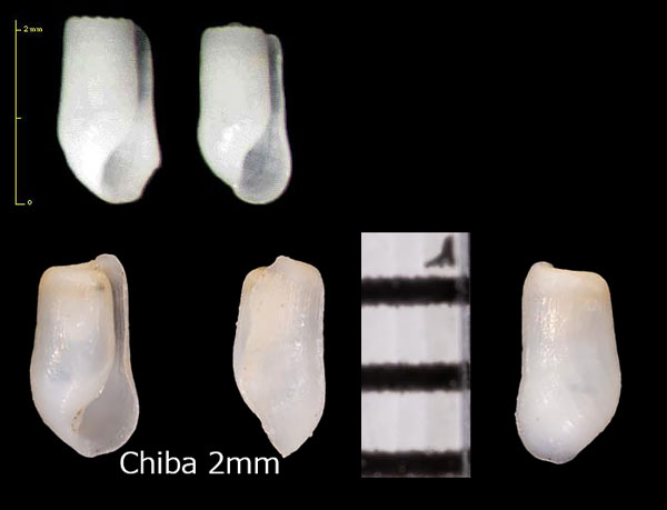 ヒメコメツブガイ Retusa minima small