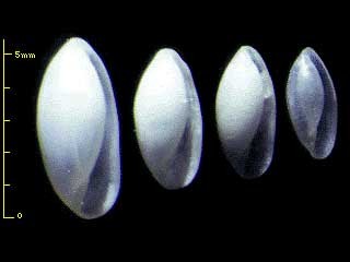 マメヒガイ Volvulella eburneus small