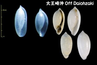 タマゴマメヒガイ Rhizorus ovulinus small