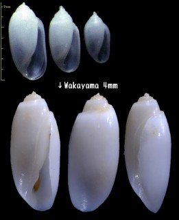 ヨワコメツブガイ Acteocina exilis small