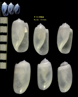 コメツブガイ Retusa insignis small