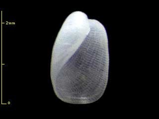 チゴキセワタガイ ? Hermania infantilis small