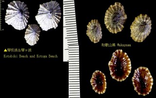 カラマツガイ 落葉松貝 Siphonaria japonica small
