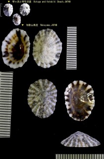 シロカラマツガイ Siphonaria acmaeoides small