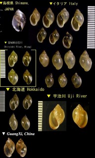 サカマキガイ 逆巻貝 Physa acuta small