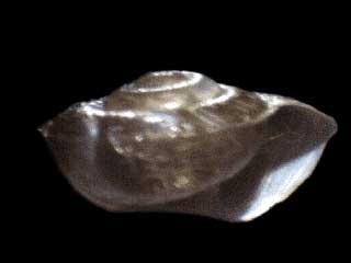 タキカワオオベソマイマイ Aegista friedeliana aperta small