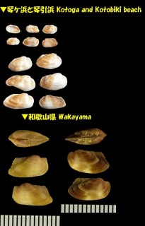 ハナエガイ Barbatia stearnsii small