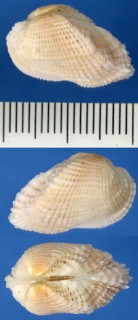 コシロガイ 小白貝 Acar plicatum small