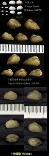 ミミエガイ 耳江貝 Arcopsis symmetrica small