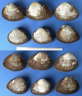 サトウガイ Scapharca satowi small