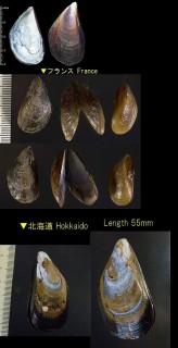 ムラサキイガイ 紫貽貝 Mytilus edulis small