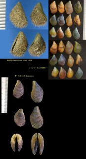 クジャクガイ 孔雀貝 Septifer bilocularis small