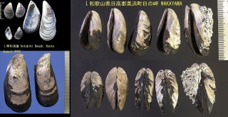 ムラサキインコ Septifer virgatus small