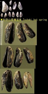 ヒバリガイモドキ Hormomya mutabilis small