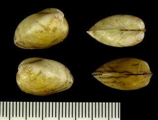 タマエガイ Musculus cupreus small