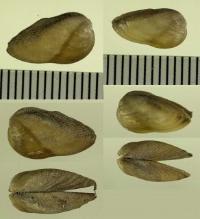チヂミタマエガイ Gregariella coralliophaga small