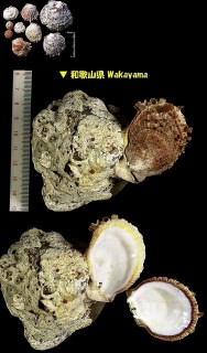 チリボタン 散牡丹 Spondylus cruentus small