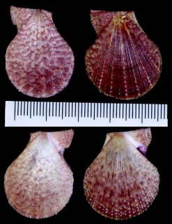 ナデシコガイ 撫子貝 Chlamys irregularis small