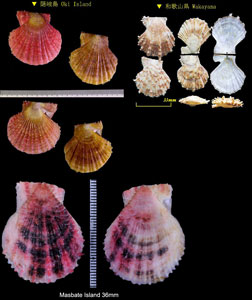 ニシキガイ 錦貝 Scaeochlamys squamata small