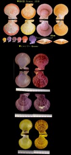 ヒオウギ 緋扇 Chlamys senatoria nobilis small