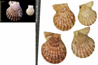 タジマニシキ 但馬錦 Chlamys quadrilirata small
