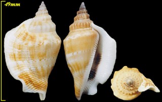 ハトガタシドロ Strombus plicatus columba small