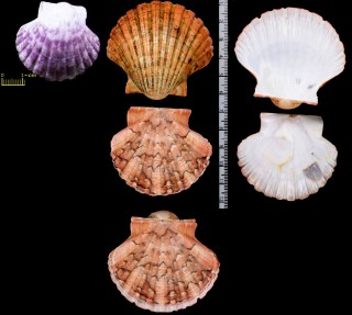 ハナイタヤ Pecten sinensis puncticulatus small