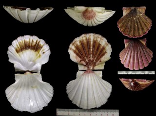 イタヤガイ 板屋貝 Pecten albicans small