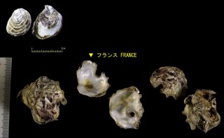 マガキ Crassostrea gigas small