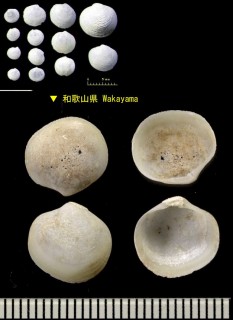 ヤエウメ 八重梅 Phlyctidera japonicum small