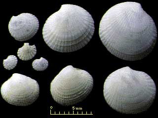 ウミアサガイ 海麻貝 Epicodakia delicatula small
