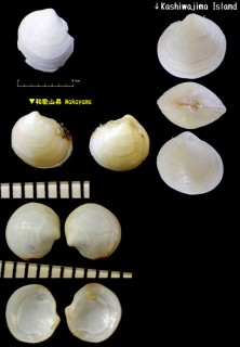 ウメノハナガイ Pillucina pisidium small