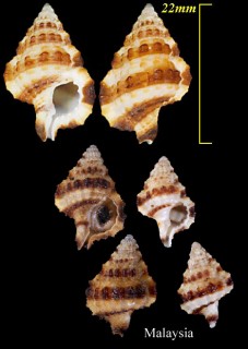 シマアラレボラ Gyrineum gyrinum small