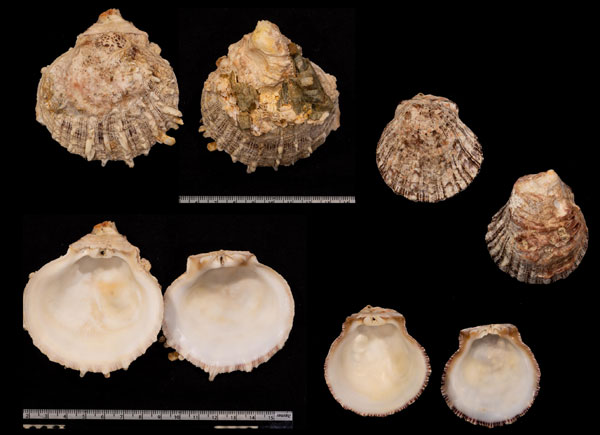 メンガイ Spondylus squamosus small