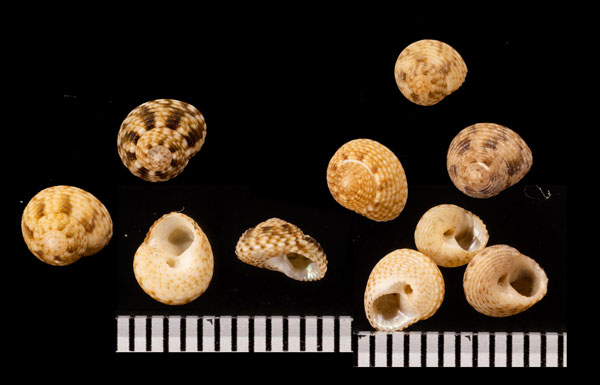 フィリピアナヘソワゴマ (仮称) Monilea philippiana small