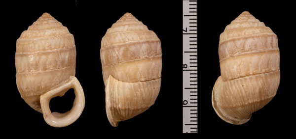 ハンバートオオタワラ (仮称) Cerion humberti small