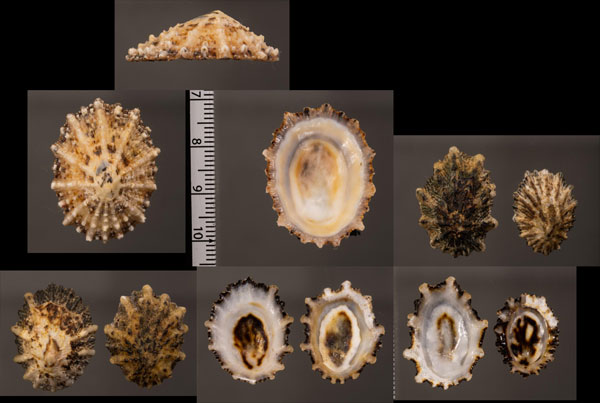 アラハダカモガイ Lottia scabra small
