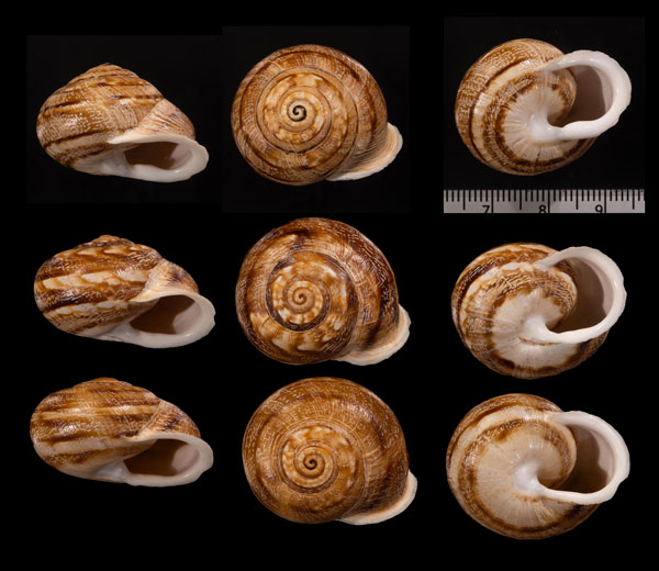 ノウンモロッコマイマイ (仮称) Eremina dillwyniana nounensis small