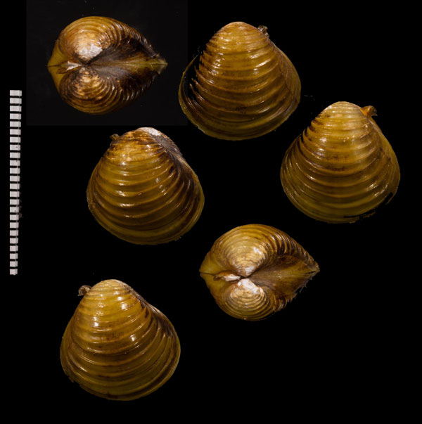 メコンシジミ (仮称) Corbicula blandian small