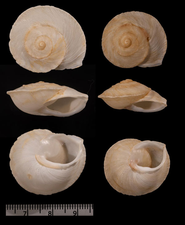 サルタンカサマイマイ (仮称) Rossmaessleria sultana small