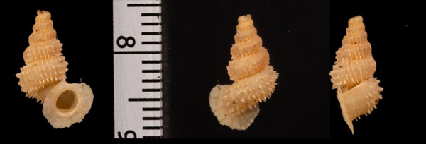 アグアヨトゲクチヒレ (仮称) Xenopoma aguayoi small