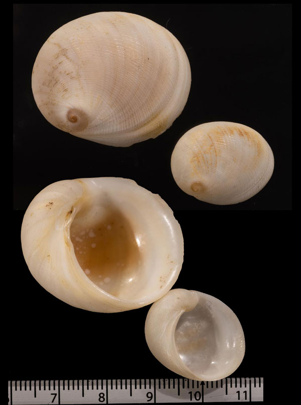 フクロガイ Sinum javanicum small
