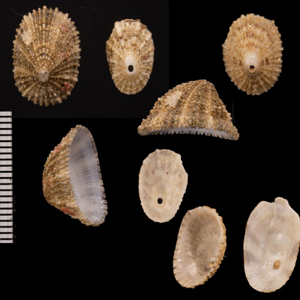 ナンアクズヤガイ (仮称) Diodora elevata small