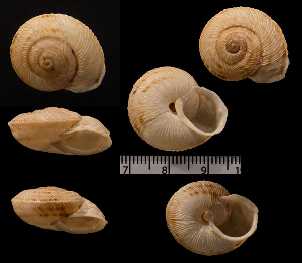ロシタジブラルタルカサマイマイ (仮称) Iberus marmoratus rositai small